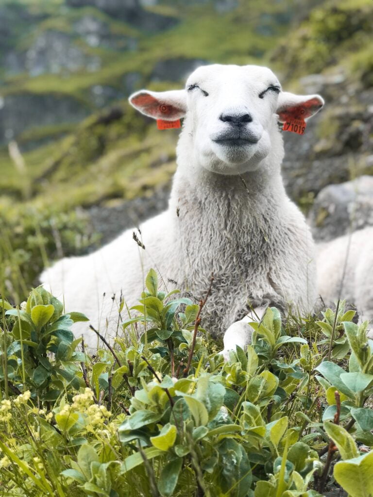 White sheep on Plant Field